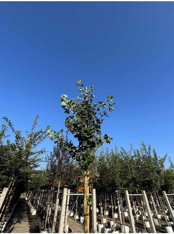 Ginkgobaum - Säulenförmiger-Fächerblattbaum 'Tremonia' | Ginkgo biloba 'Tremonia' Ginkgobaum - Säulenförmiger-Fächerblattbaum 'Tremonia' | Ginkgo biloba 'Tremonia'