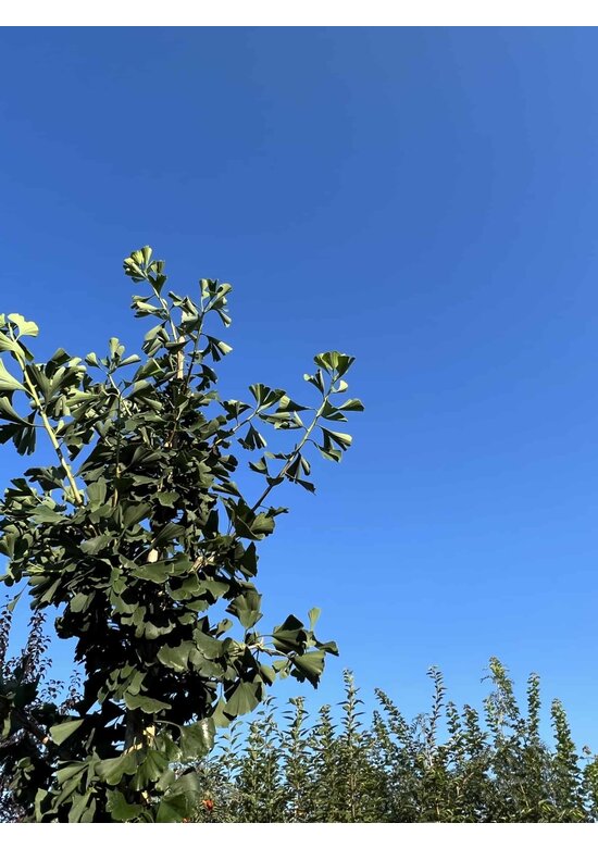 Säulenförmiger-Fächerblattbaum 'Tremonia' | Ginkgo biloba 'Tremonia'