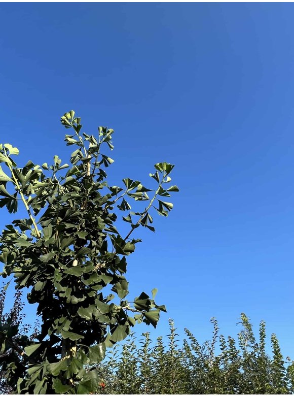Ginkgobaum - Säulenförmiger-Fächerblattbaum 'Tremonia' | Ginkgo biloba 'Tremonia' Ginkgobaum - Säulenförmiger-Fächerblattbaum 'Tremonia' | Ginkgo biloba 'Tremonia'