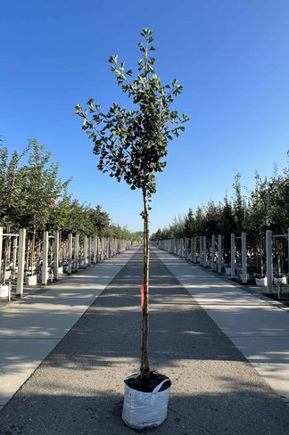 Säulenförmiger-Fächerblattbaum 'Tremonia' | Ginkgo biloba 'Tremonia'