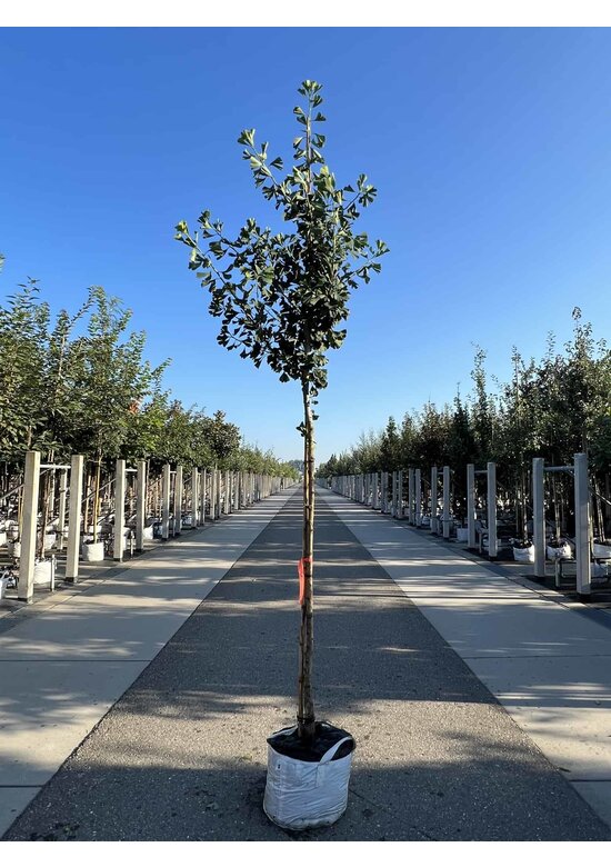 Säulenförmiger-Fächerblattbaum 'Tremonia' | Ginkgo biloba 'Tremonia'