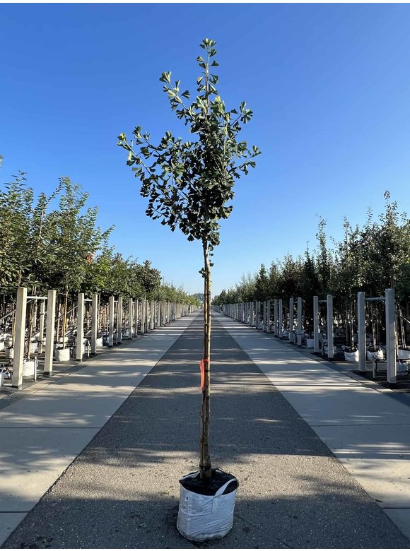Ginkgobaum - Säulenförmiger-Fächerblattbaum 'Tremonia' | Ginkgo biloba 'Tremonia' Ginkgobaum - Säulenförmiger-Fächerblattbaum 'Tremonia' | Ginkgo biloba 'Tremonia'