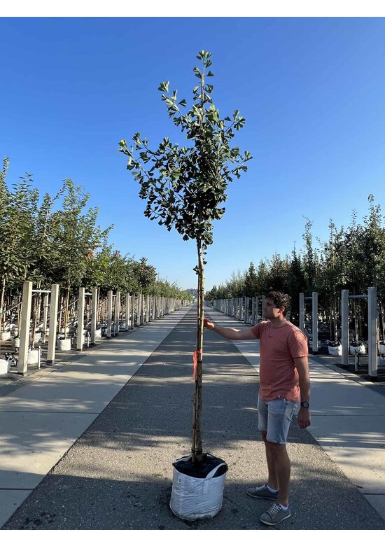 Säulenförmiger-Fächerblattbaum 'Tremonia' | Ginkgo biloba 'Tremonia'