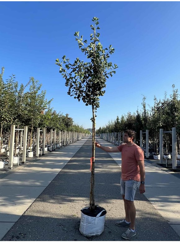 Ginkgobaum - Säulenförmiger-Fächerblattbaum 'Tremonia' | Ginkgo biloba 'Tremonia' Ginkgobaum - Säulenförmiger-Fächerblattbaum 'Tremonia' | Ginkgo biloba 'Tremonia'