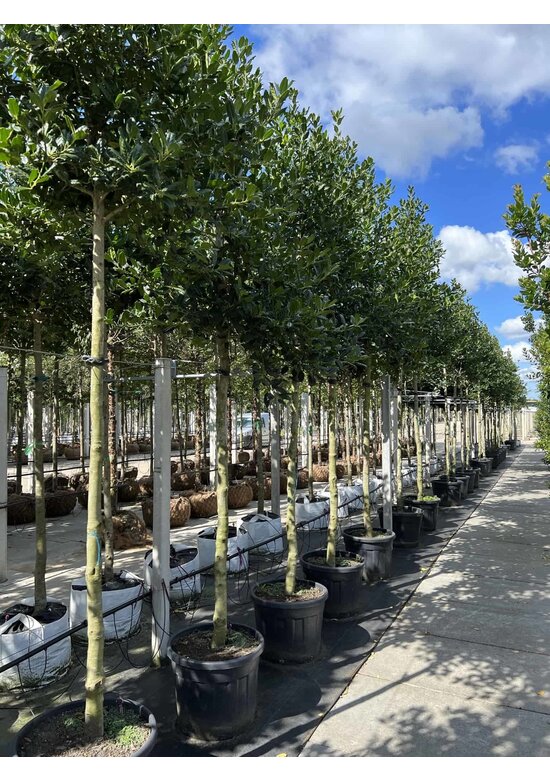 Ilex Baum Nellie R.Stevens | Ilex mutchagara 'Nellie R.Stevens' Ilex Baum Nellie R.Stevens | Ilex mutchagara 'Nellie R.Stevens'