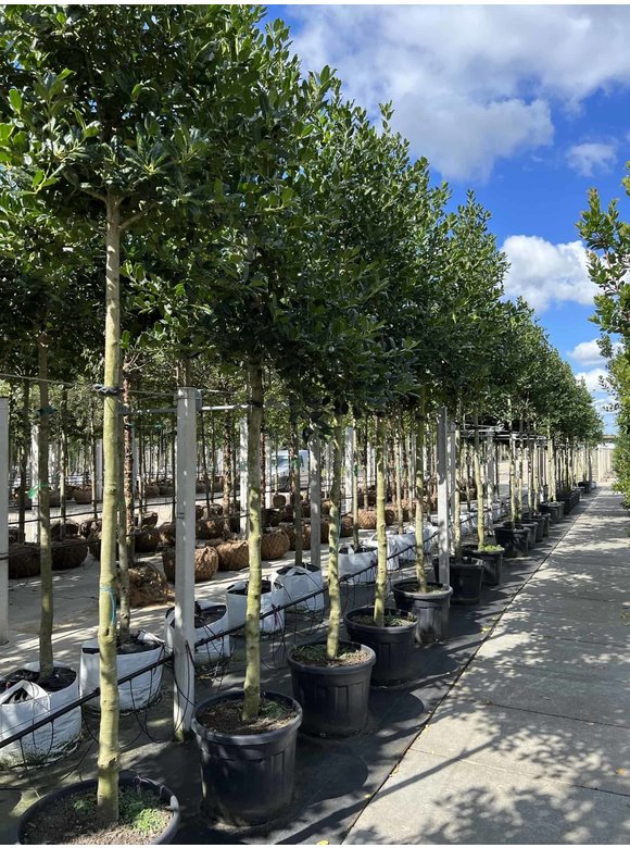 Stechpalme 'Nellie R.Stevens' | Ilex mutchagara 'Nellie R.Stevens' Stechpalme 'Nellie R.Stevens' | Ilex mutchagara 'Nellie R.Stevens'