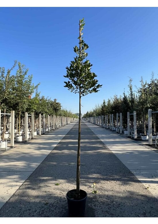 Ilex Baum Nellie R.Stevens | Ilex mutchagara 'Nellie R.Stevens'