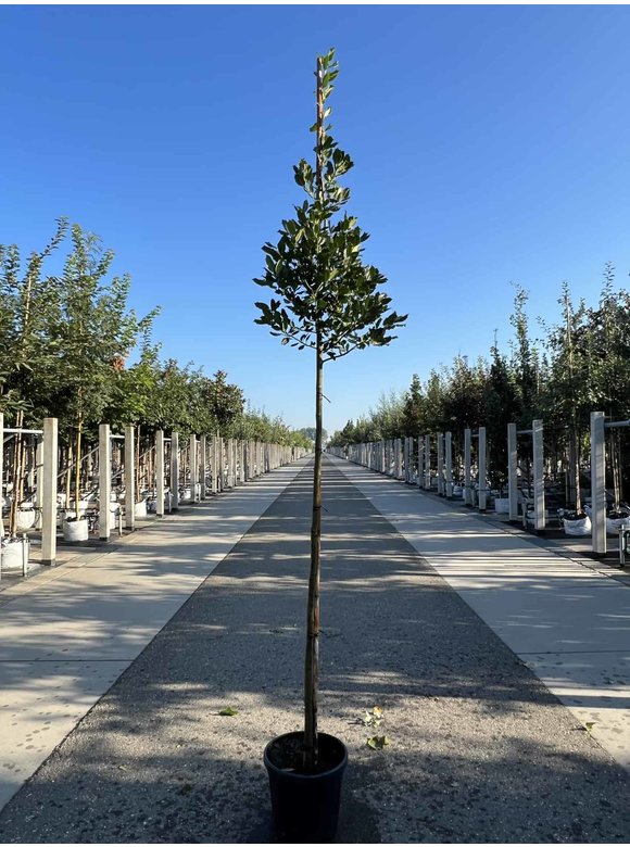 Stechpalme 'Nellie R.Stevens' | Ilex mutchagara 'Nellie R.Stevens' Stechpalme 'Nellie R.Stevens' | Ilex mutchagara 'Nellie R.Stevens'