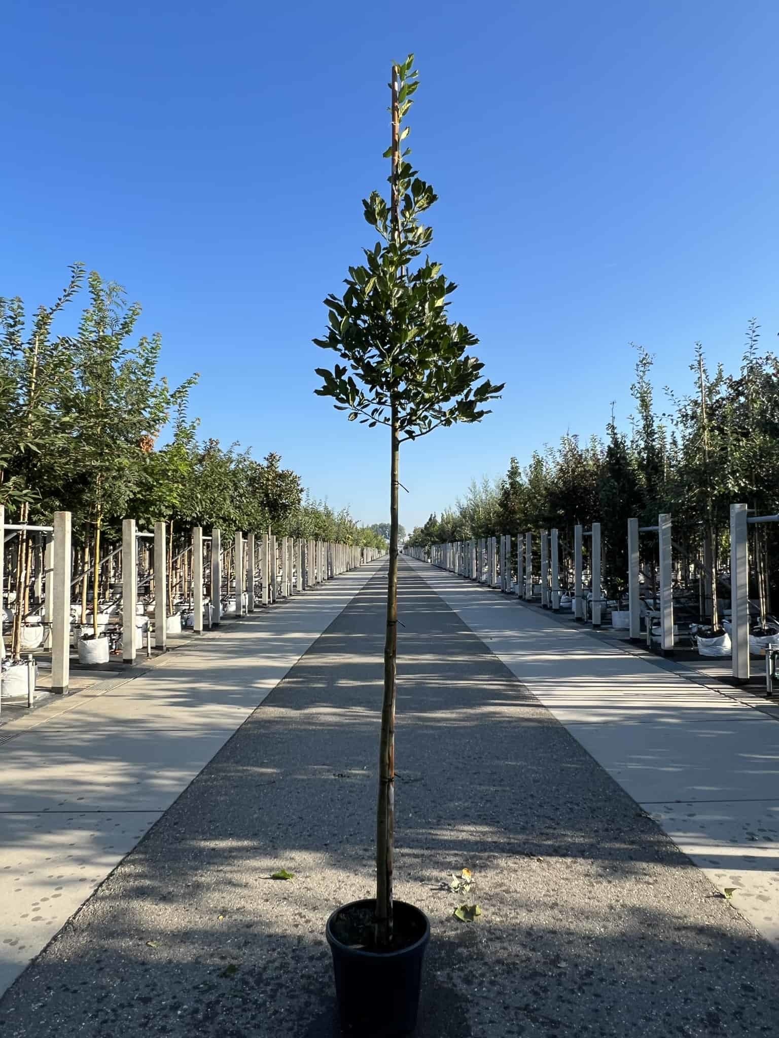 Ilex Baum kaufen? Online bei Baumschule Venovi Venovi