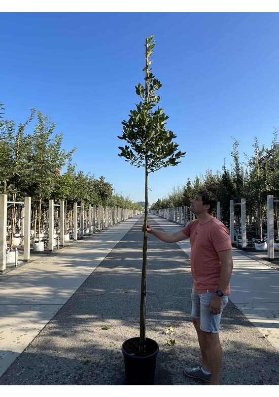 Ilex Baum Nellie R.Stevens | Ilex mutchagara 'Nellie R.Stevens' Ilex Baum Nellie R.Stevens | Ilex mutchagara 'Nellie R.Stevens'