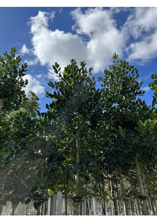 Ilex Baum Nellie R.Stevens | Ilex mutchagara 'Nellie R.Stevens'