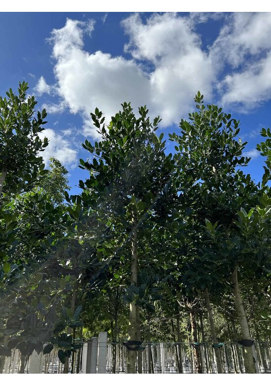 Ilex Baum Nellie R.Stevens | Ilex mutchagara 'Nellie R.Stevens' Ilex Baum Nellie R.Stevens | Ilex mutchagara 'Nellie R.Stevens'