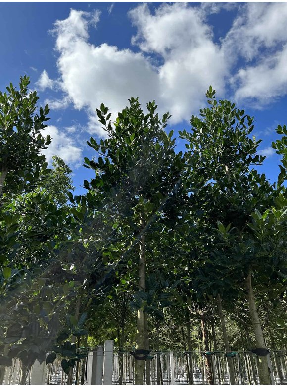 Stechpalme 'Nellie R.Stevens' | Ilex mutchagara 'Nellie R.Stevens' Stechpalme 'Nellie R.Stevens' | Ilex mutchagara 'Nellie R.Stevens'