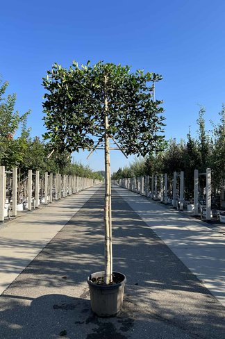 Stechpalme Spalier | Ilex mutchagara 'Nellie R.Stevens'