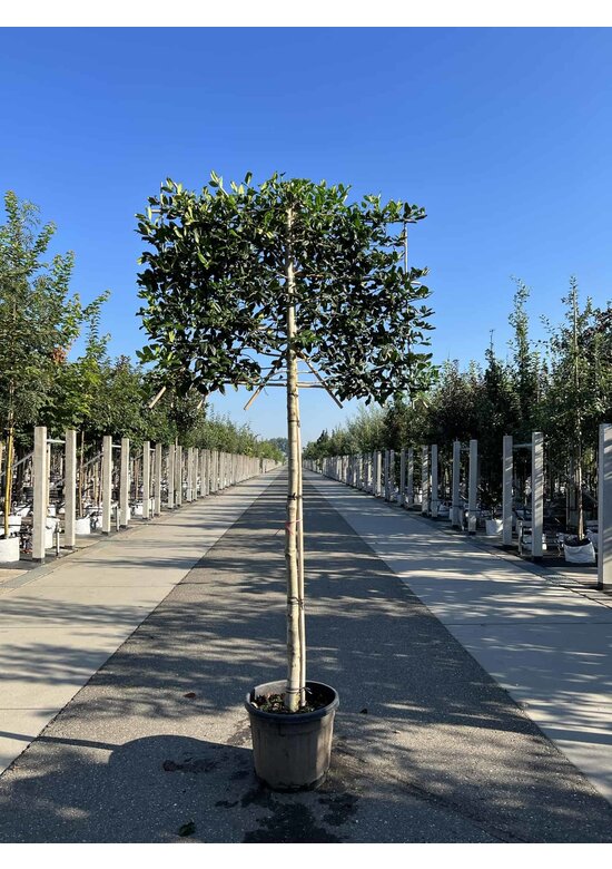 Stechpalme Spalier | Ilex mutchagara 'Nellie R.Stevens'