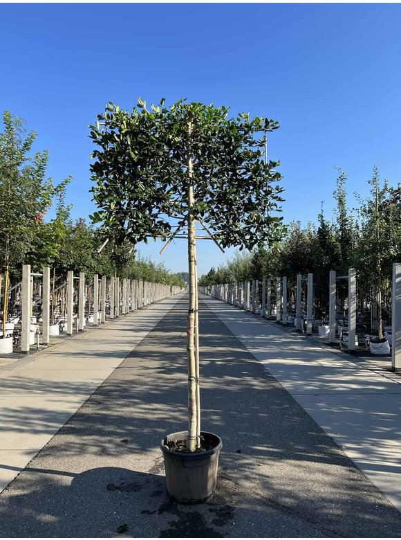 Stechpalme 'Nellie R.Stevens' - Spalierbaum | Ilex mutchagara 'Nellie R.Stevens' Stechpalme 'Nellie R.Stevens' - Spalierbaum | Ilex mutchagara 'Nellie R.Stevens'