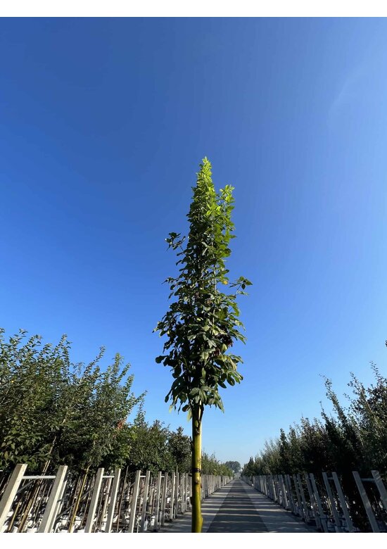 Gemeiner Goldregen 'Yellow Rocket' Hochstamm | Laburnum anagyroides 'Yellow Rocket'