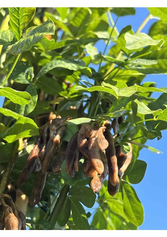Gemeiner Goldregen 'Yellow Rocket' Hochstamm | Laburnum anagyroides 'Yellow Rocket'