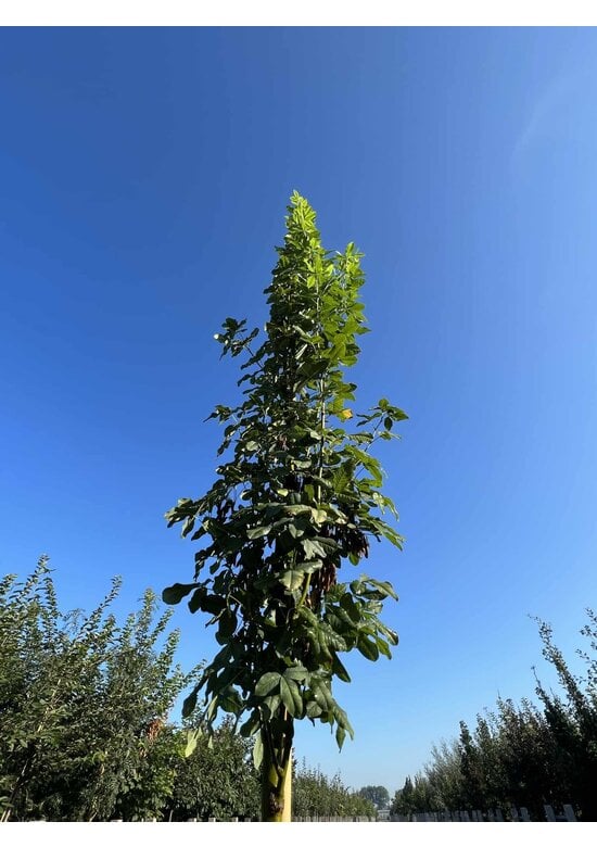 Gemeiner Goldregen 'Yellow Rocket' Hochstamm | Laburnum anagyroides 'Yellow Rocket'