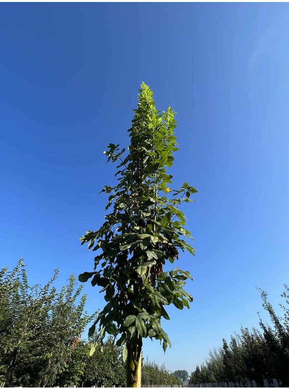 Gemeiner Goldregen 'Yellow Rocket' Hochstamm | Laburnum anagyroides 'Yellow Rocket' Gemeiner Goldregen 'Yellow Rocket' Hochstamm | Laburnum anagyroides 'Yellow Rocket'