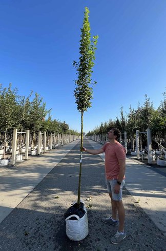 Gemeiner Goldregen 'Yellow Rocket' Hochstamm | Laburnum anagyroides 'Yellow Rocket'