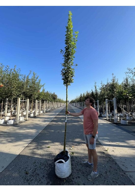 Gemeiner Goldregen 'Yellow Rocket' Hochstamm | Laburnum anagyroides 'Yellow Rocket'