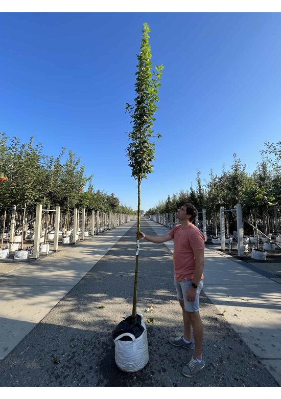 Gemeiner Goldregen 'Yellow Rocket' Hochstamm | Laburnum anagyroides 'Yellow Rocket'