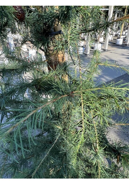 Europäische Lärche | Larix decidua