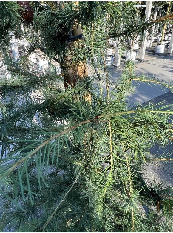 Europäische Lärche | Larix decidua Europäische Lärche | Larix decidua