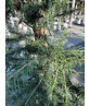 Europäische Lärche | Larix decidua