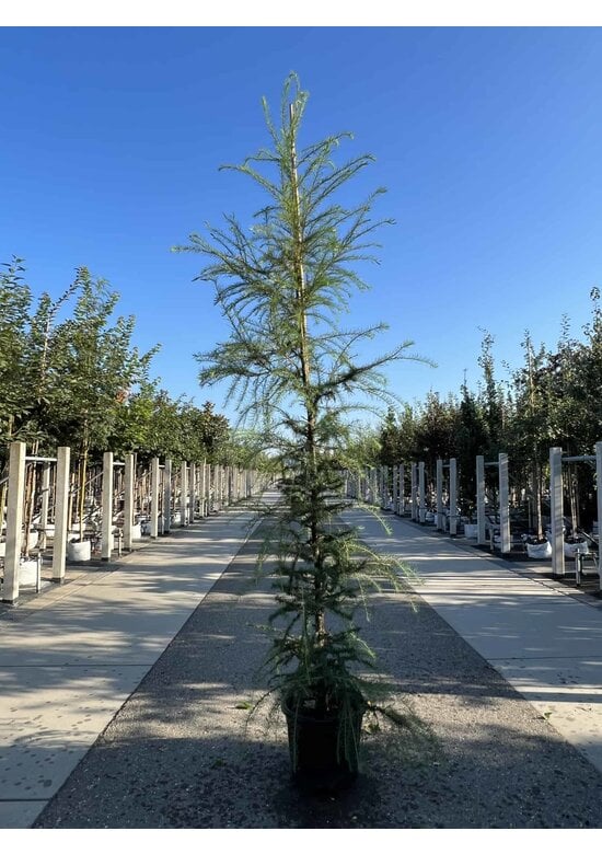 Europäische Lärche | Larix decidua
