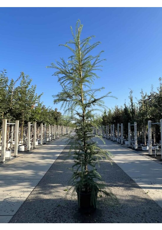 Europäische Lärche | Larix decidua