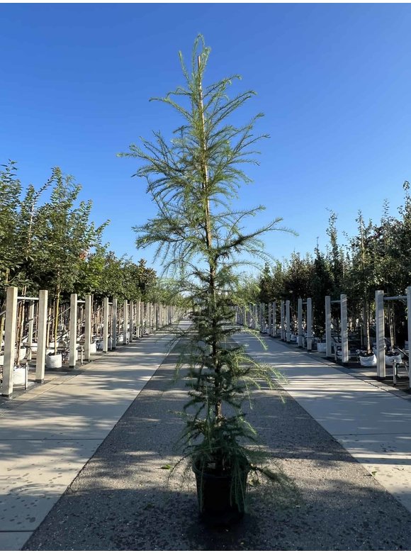 Europäische Lärche | Larix decidua Europäische Lärche | Larix decidua