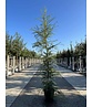 Europäische Lärche | Larix decidua
