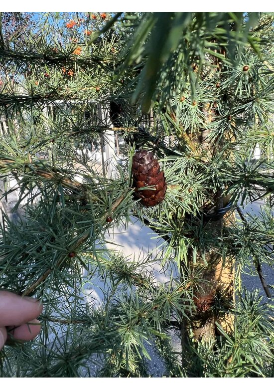 Europäische Lärche | Larix decidua