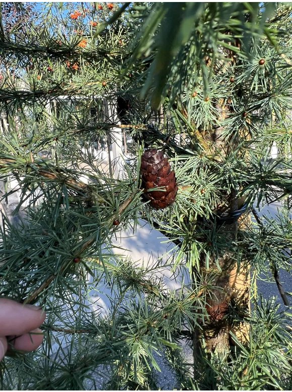 Europäische Lärche | Larix decidua Europäische Lärche | Larix decidua