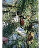 Europäische Lärche | Larix decidua