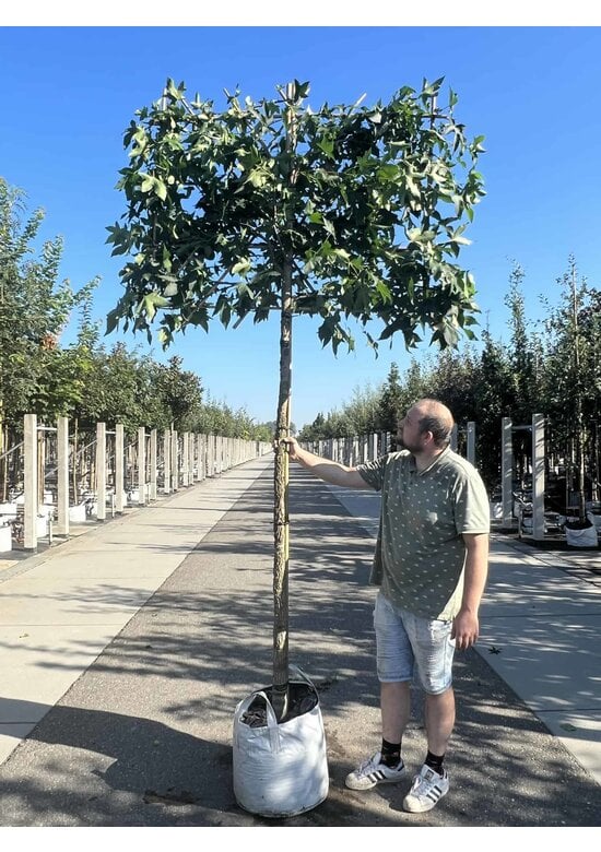 Amber spalierbaum | Liquidambar styraciflua