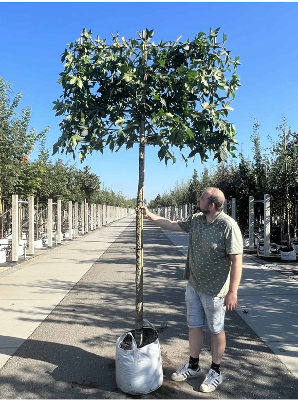 Amber spalierbaum | Liquidambar styraciflua Amber spalierbaum | Liquidambar styraciflua