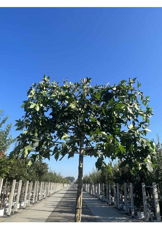 Amber spalierbaum | Liquidambar styraciflua