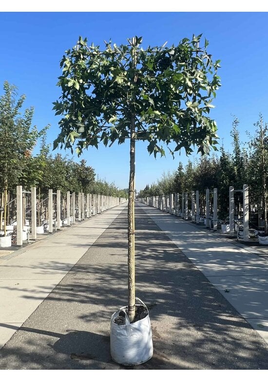 Amber spalierbaum | Liquidambar styraciflua