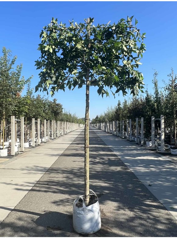 Amber spalierbaum | Liquidambar styraciflua Amber spalierbaum | Liquidambar styraciflua