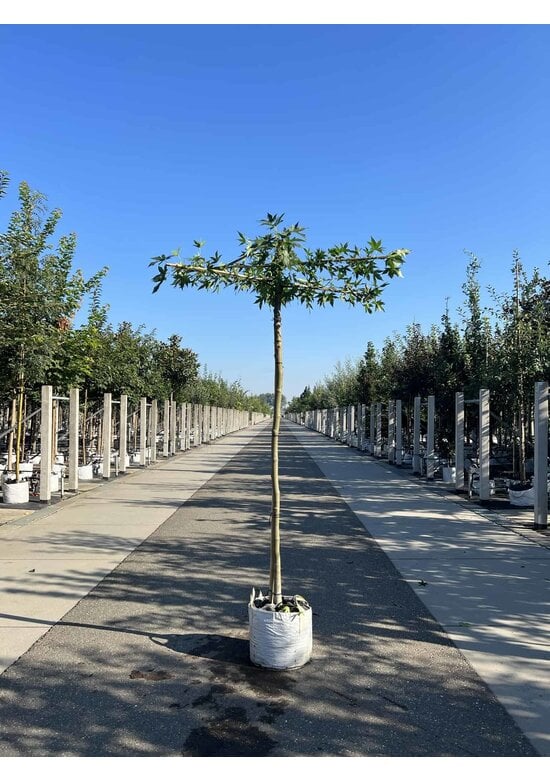 Amberbaum Dachform | Liquidambar styraciflua 'Worplesdon'