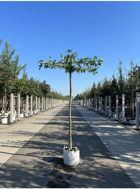 Dachamberbaum | Liquidambar styraciflua 'Worplesdon' Dachamberbaum | Liquidambar styraciflua 'Worplesdon'