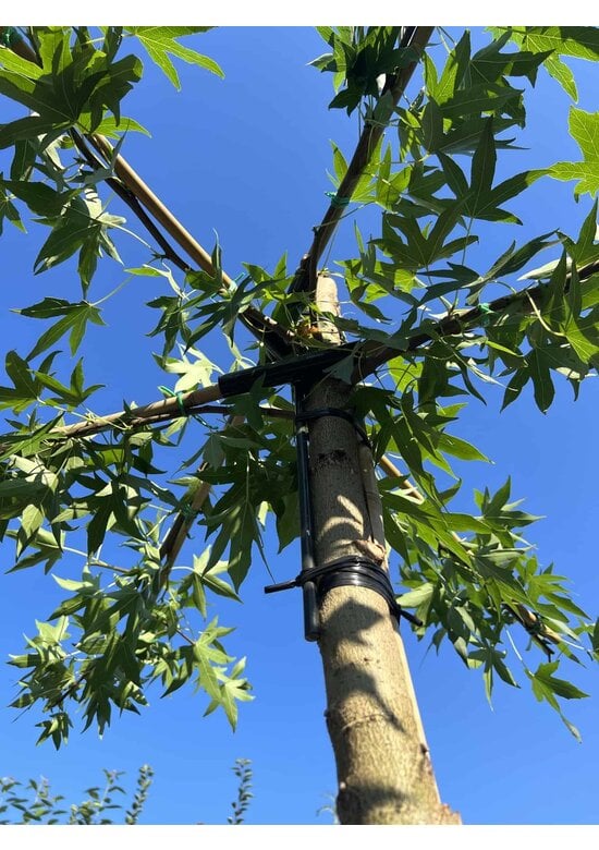 Amberbaum Dachform | Liquidambar styraciflua 'Worplesdon'