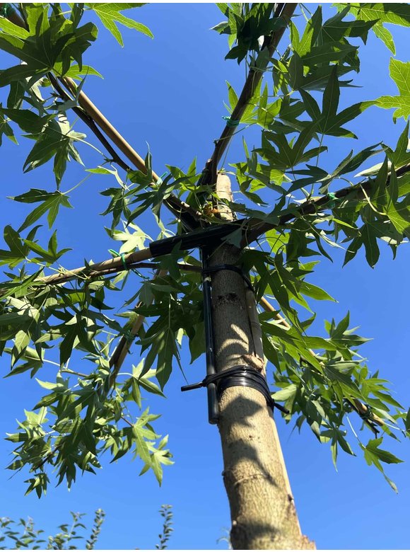 Dachamberbaum | Liquidambar styraciflua 'Worplesdon' Dachamberbaum | Liquidambar styraciflua 'Worplesdon'
