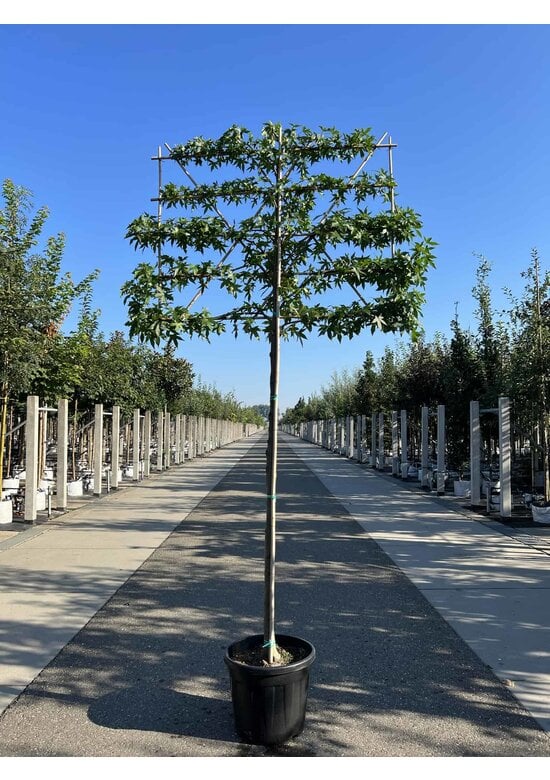 Amberbaum 'Worplesdon' Spalier | Liquidambar styraciflua 'Worplesdon'