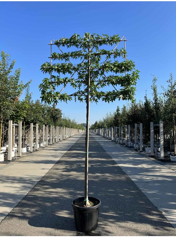 Amberbaum 'Worplesdon' - Spalierbaum | Liquidambar styraciflua 'Worplesdon' Amberbaum 'Worplesdon' - Spalierbaum | Liquidambar styraciflua 'Worplesdon'