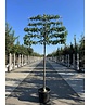 Amberbaum 'Worplesdon' - Spalierbaum | Liquidambar styraciflua 'Worplesdon'