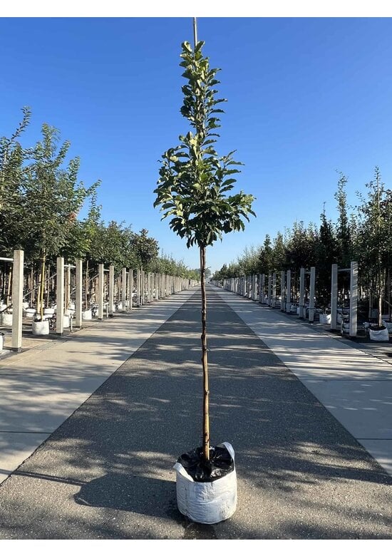 Purpur-Magnolie 'Susan' | Magnolia liliiflora 'Susan'